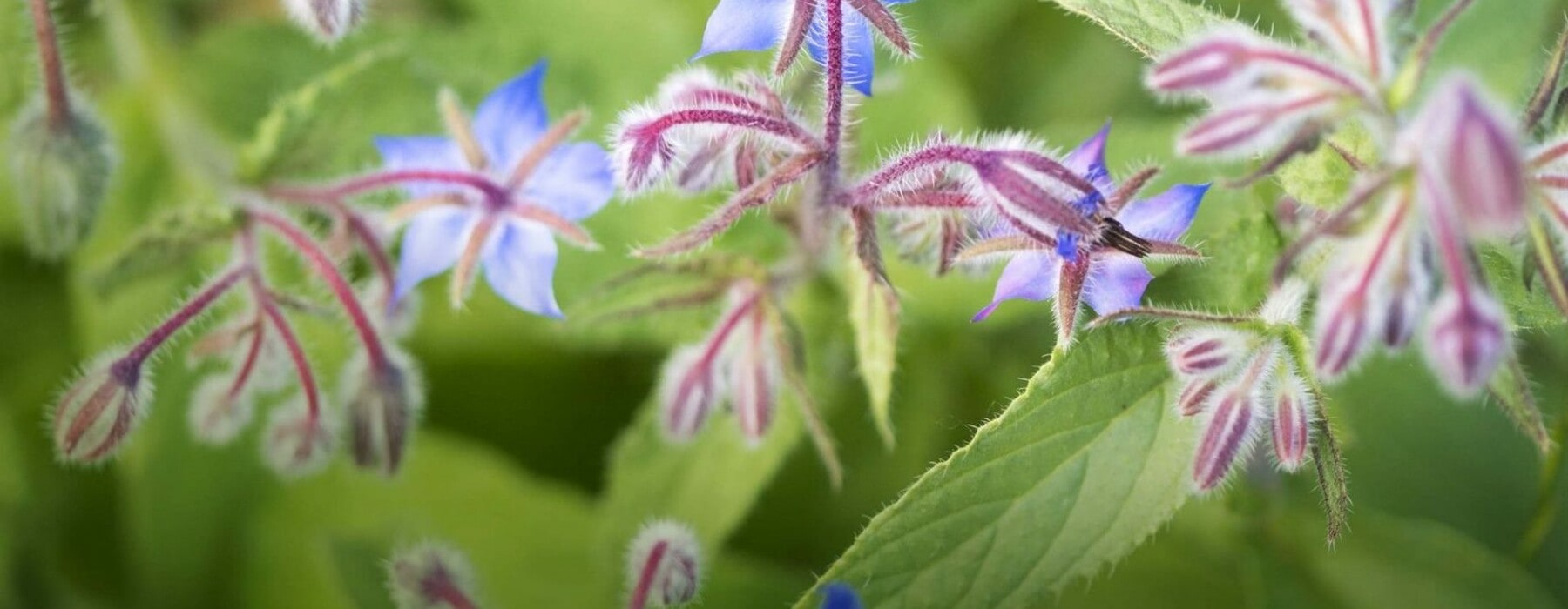 Thr1021_Plant_Of_The_Month_GettyImages-670888201-scaled